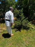 arboles_karate_agosto_2024_01