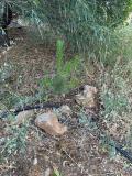 arboles_karate_agosto_2024_06