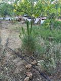 arboles_karate_agosto_2024_07