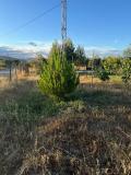 arboles_karate_agosto_2024_08