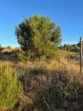 arboles_karate_agosto_2024_09