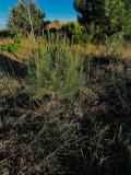 arboles_karate_agosto_2024_10