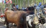 romeria_2024_17agosto_081