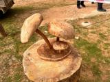 micologicas_2024_024