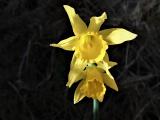 08 Narcissus nevadensis subsp. herrerae