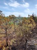 incendio-jayena-20-junio2023-04