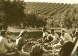 olivar jayena_004
