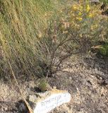 Romerillo-Helianthemum-syriacum-sendero-botanico