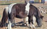 refugio_animales_v_huelma_2024_004