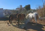 refugio_animales_v_huelma_2024_007
