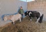 refugio_animales_v_huelma_2024_008