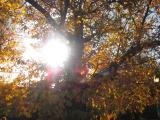 Alpujarrra 28 noviembre  2015 113
