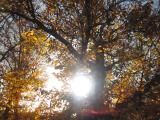 Alpujarrra 28 noviembre  2015 114