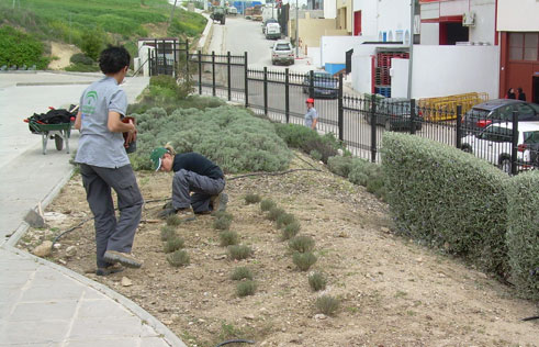 Sembrando plantas junto al Pabellón de Deportes