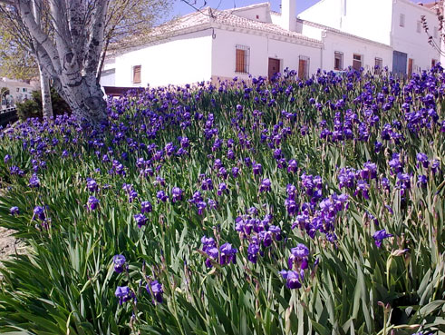 Uno de los bellos  rincones plantados de los lirios 