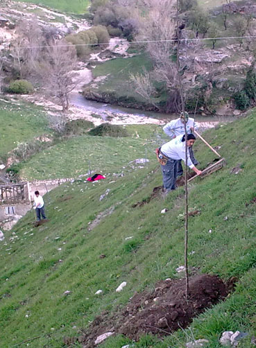 Realizando una plantación de árboles en las barbacanas del Carril Bajo