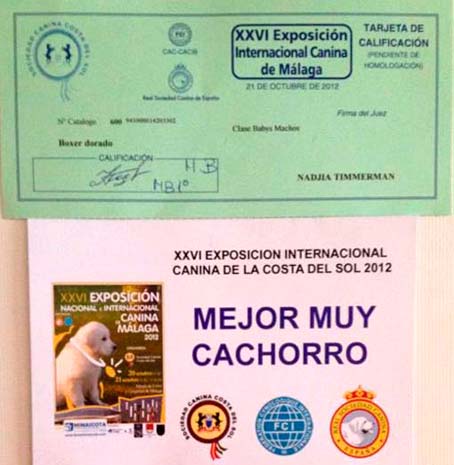 Credencial del ganador