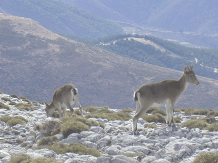 Ejemplares jóvenes de monteses en La Maroma