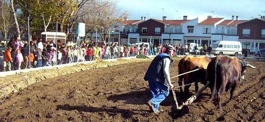  Un hombre ara con bueyes en presencia de los cerca de trescientos escolares que han participado en una serie de talleres organizados por el Ayuntamiento de Ventas de Zafarraya 