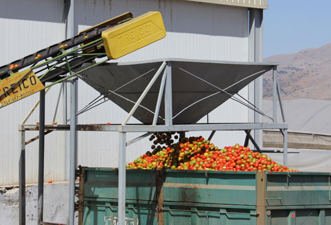 A los agricultores le pagan 8 céntimos por ese mismo kilo