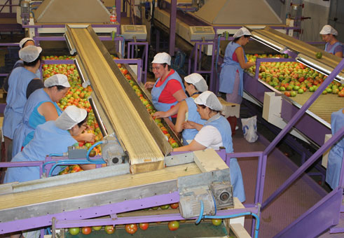 Al agricultor le puede llegar a costar la producción de un kilo de tomates hasta 0,35 euros de media