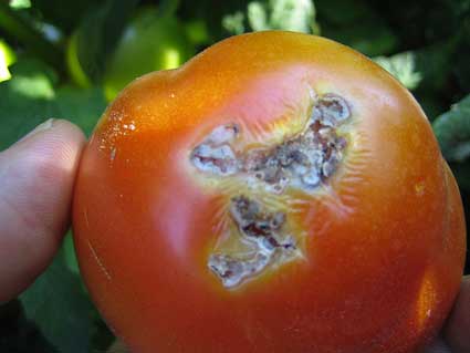  Tomate afectado por la Tuta Absoluta 